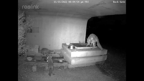 Baby foxes running around