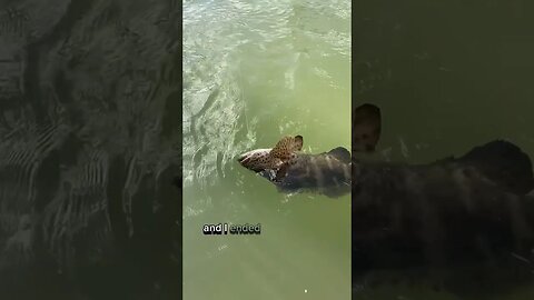 Dropping a chuck of meat under a dock…