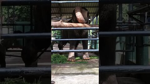 🤐 Elephant is getting an injection. Watch the Elephant raise one leg.