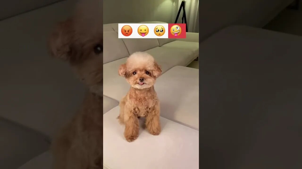 #shorts Смешные Собаки Из Тик Тока 233 Funny Dogs From Tiktok