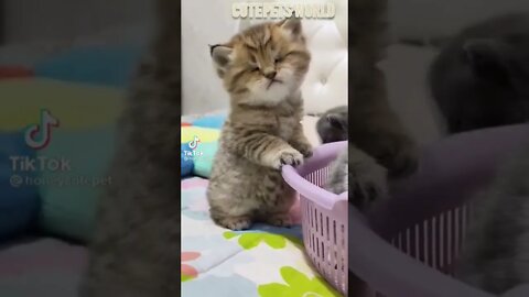 Cute and funny cat videos/#kitten #cat #kitty #funny kitten #funnycat #trending #shorts #tiktok (3)