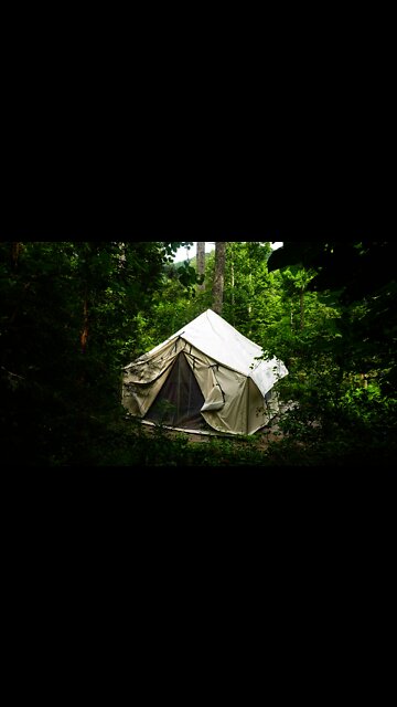 MTV Cribs: Off Grid Wall Tent Edition. Living and Foraging mushrooms in the Wild. Bushcraft #shorts