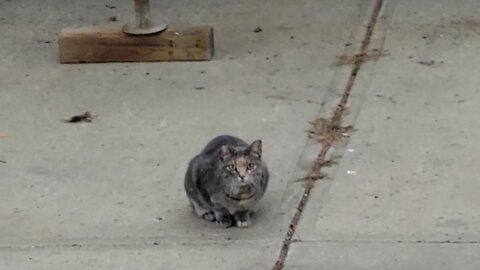 September 29, 2021 Back Yard, RV Pad