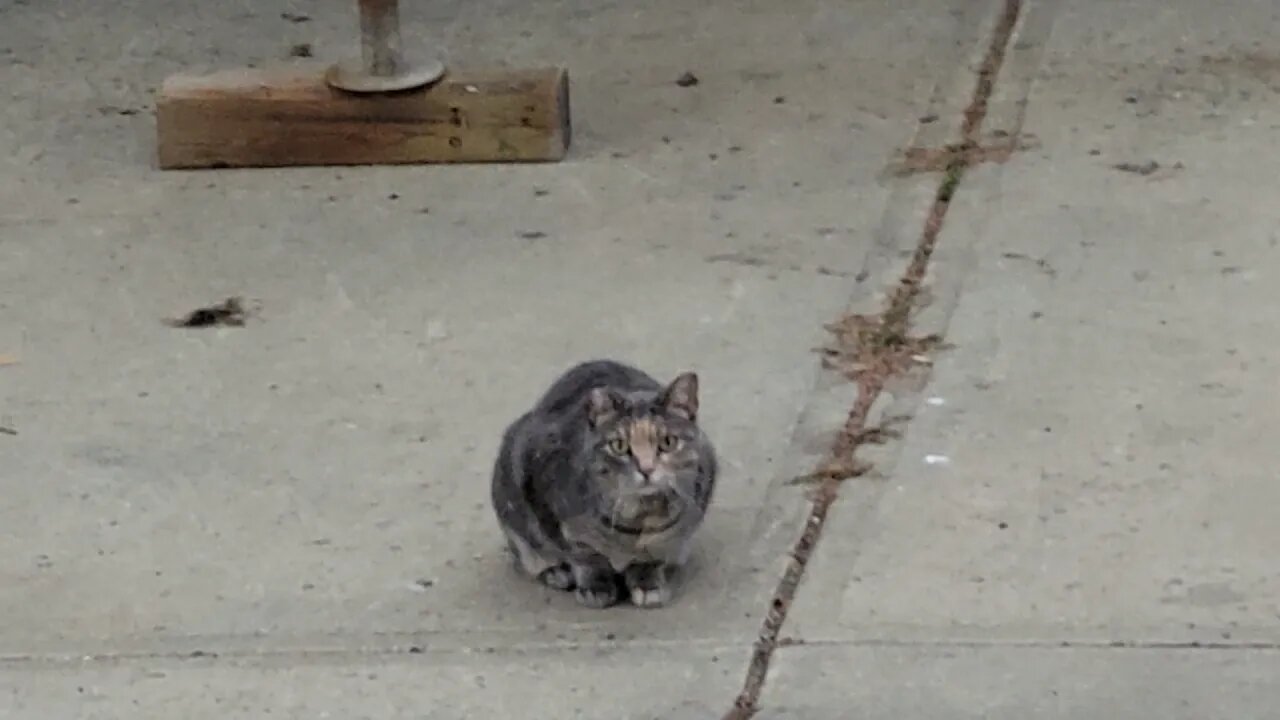 September 29, 2021 Back Yard, RV Pad