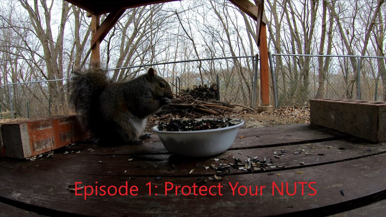 Squirrels Protect Their Nuts | Episode 1