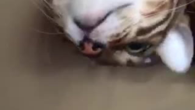 (Cat in the ceiling) ORIGINAL TITLE: Кот в потолке