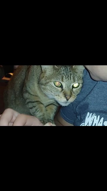 Family Cat Is Super Jealous Of The New Kitten Addition