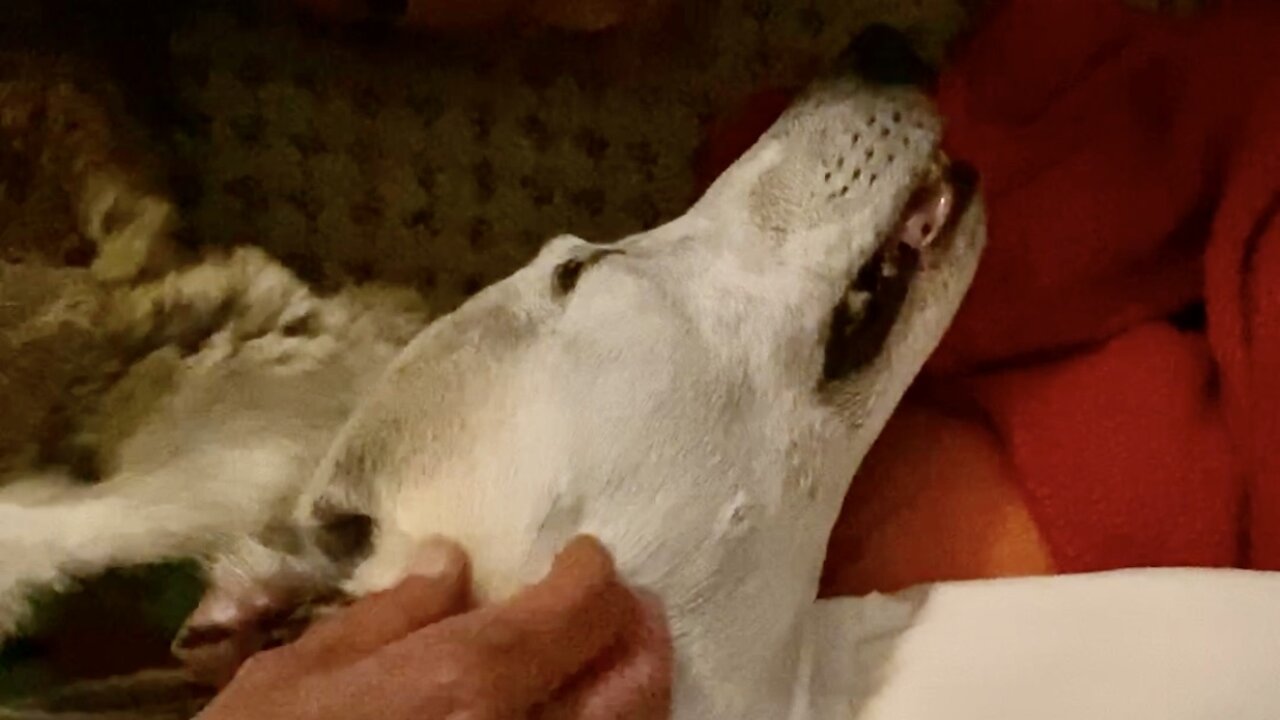 Tucking in my Greyhound with her Favorite Blankie