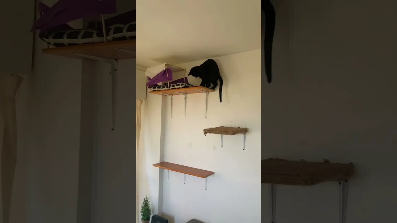 Black Kitty Does A Fast Jump #blackcat