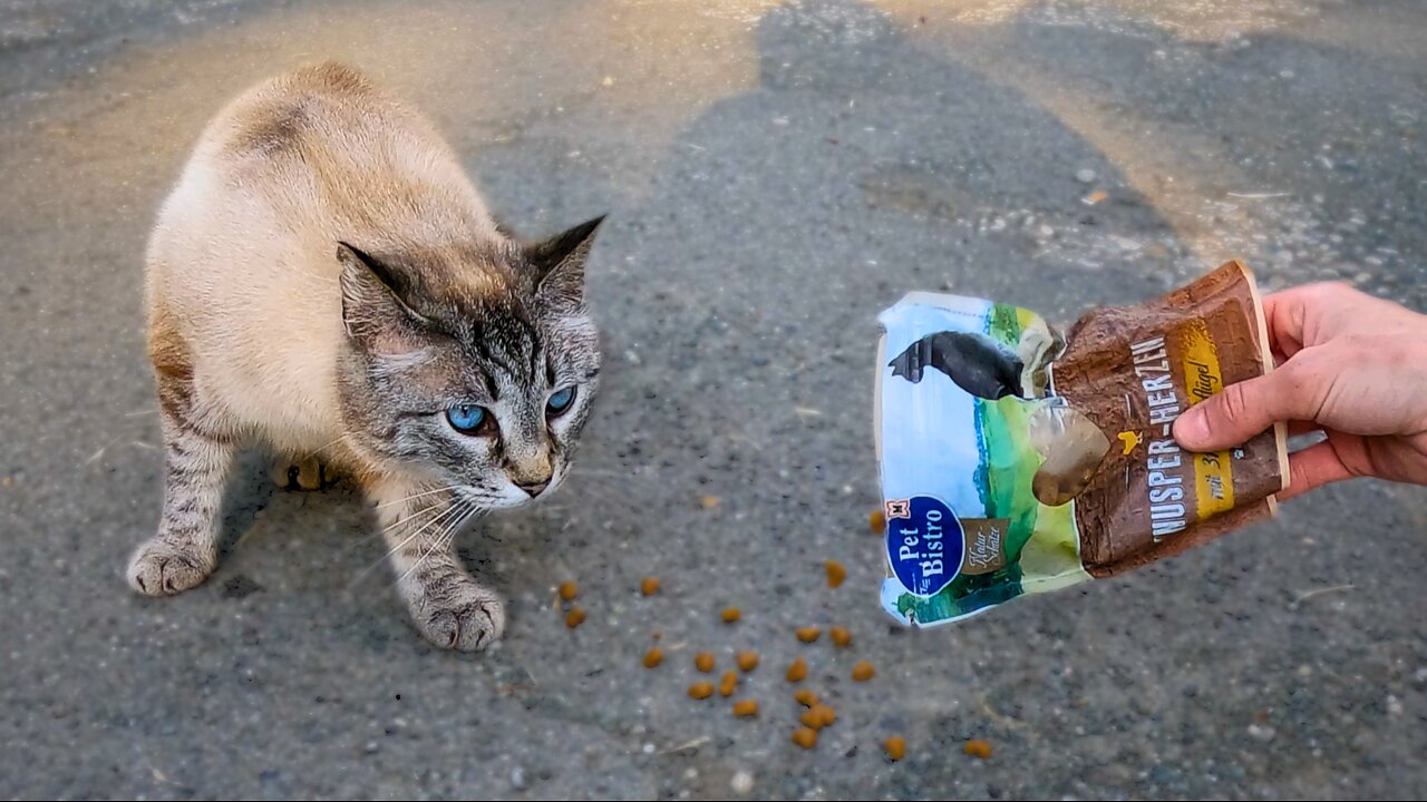 First There Was Only One, Then This Happened! - Feeding Stray Cats