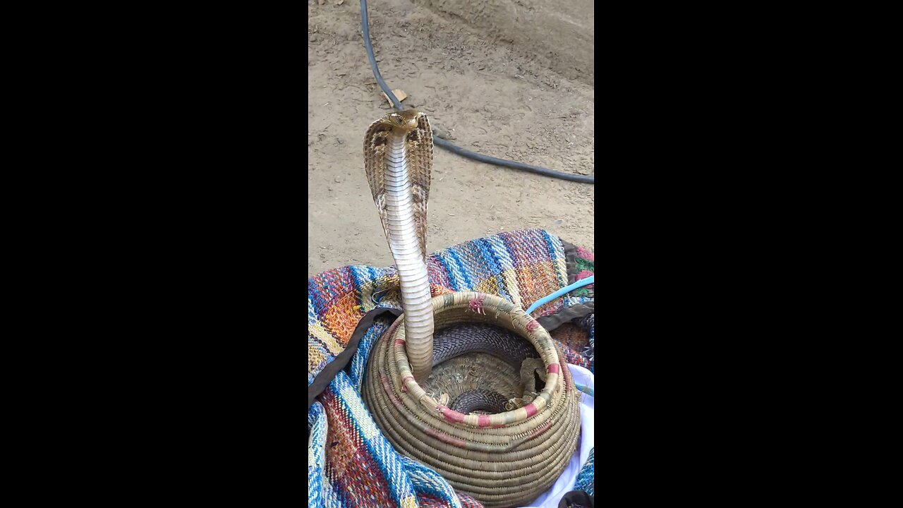 indian cobra