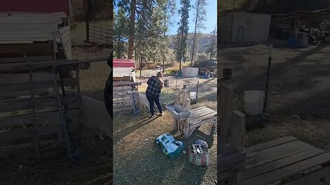 Morning routine. #homesteading #homestead #homesteadlife #farmlife #goats #goat