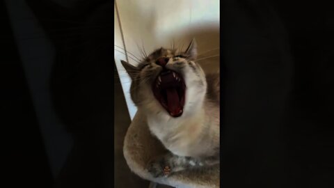 cute and funny cat videos compilation animal video kingdom #shorts