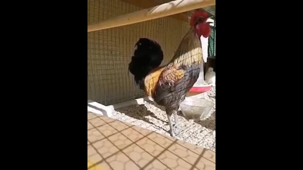 Drunken rooster