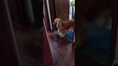 golden dog , shorts