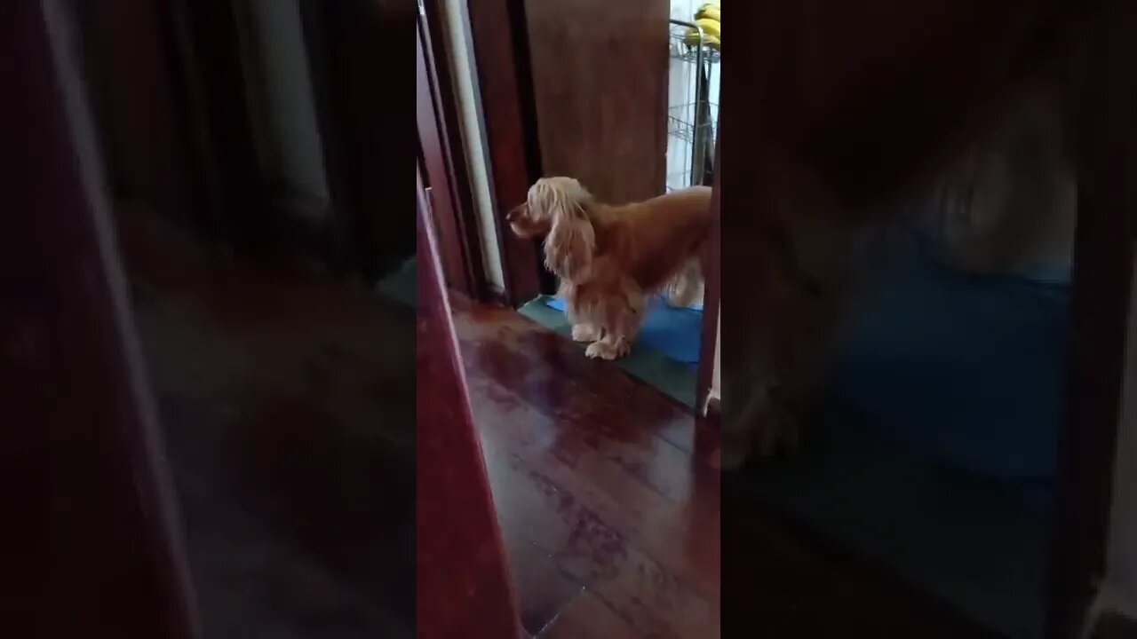 golden dog , shorts