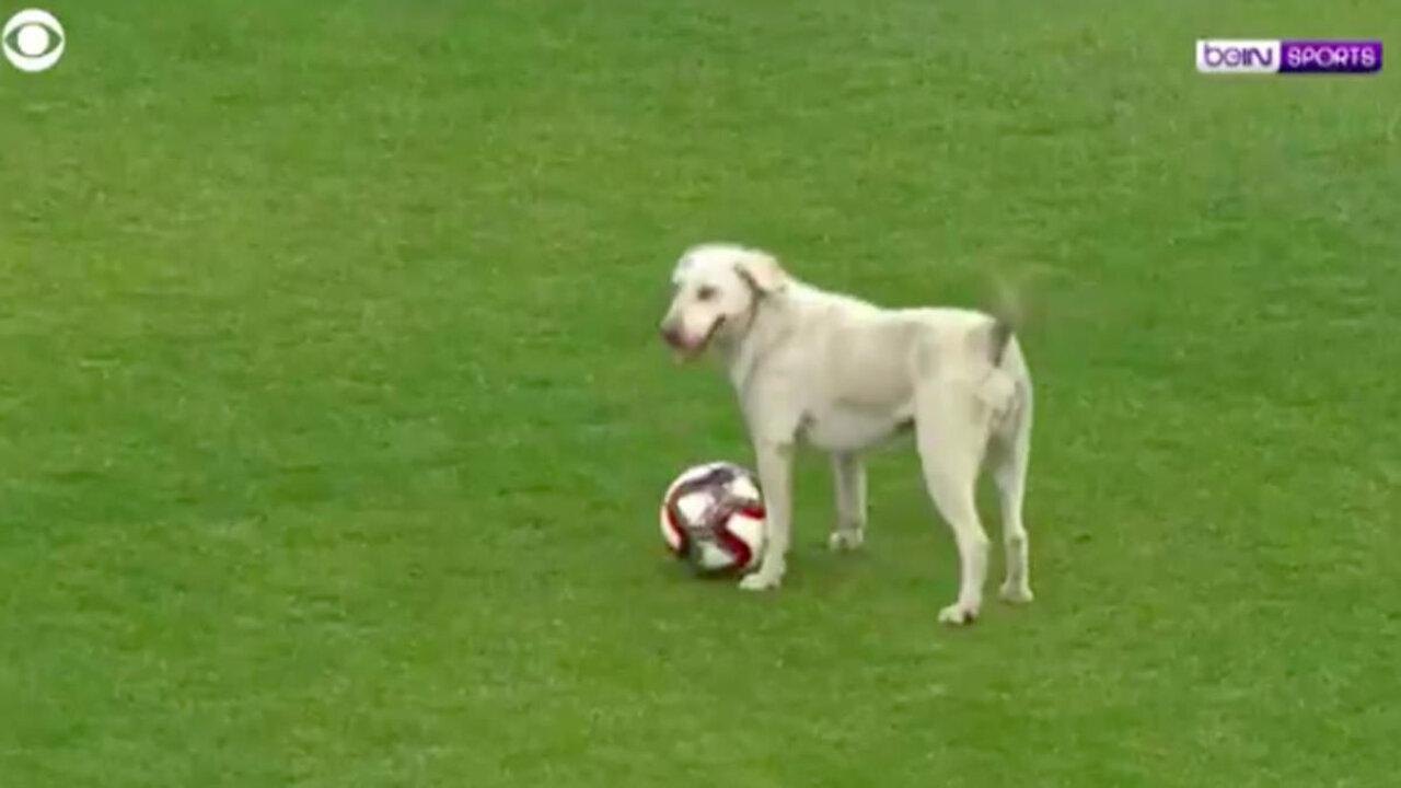 Dog runs on ground, interrupts professional soccer match