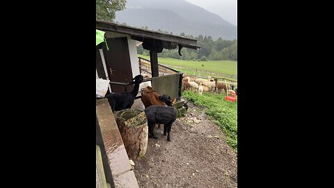 Llama and Alpaka in Dolomiti