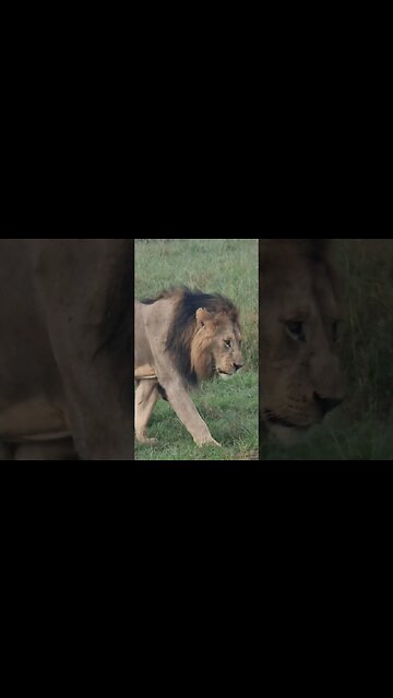 Wildlife Sightings Today 24/01/23 (Lions, etc) | Lalashe Maasai Mara | #shorts | #ShortsAfrica