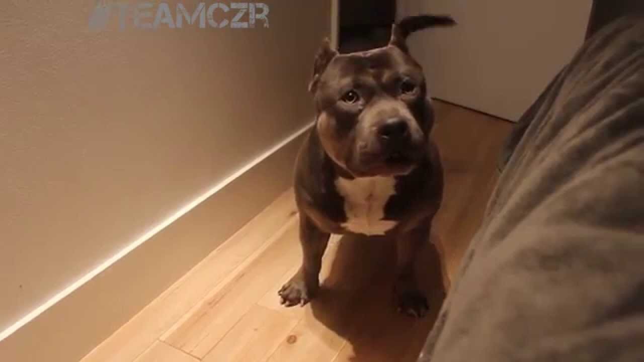 Talking dog Czr. American Bully is so smart!#