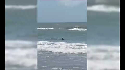 One individual taken to hospital following an incident involving a shark on South Padre Island Texas