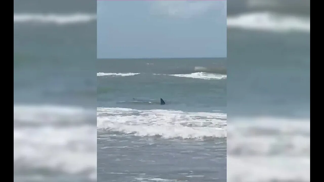 One individual taken to hospital following an incident involving a shark on South Padre Island Texas