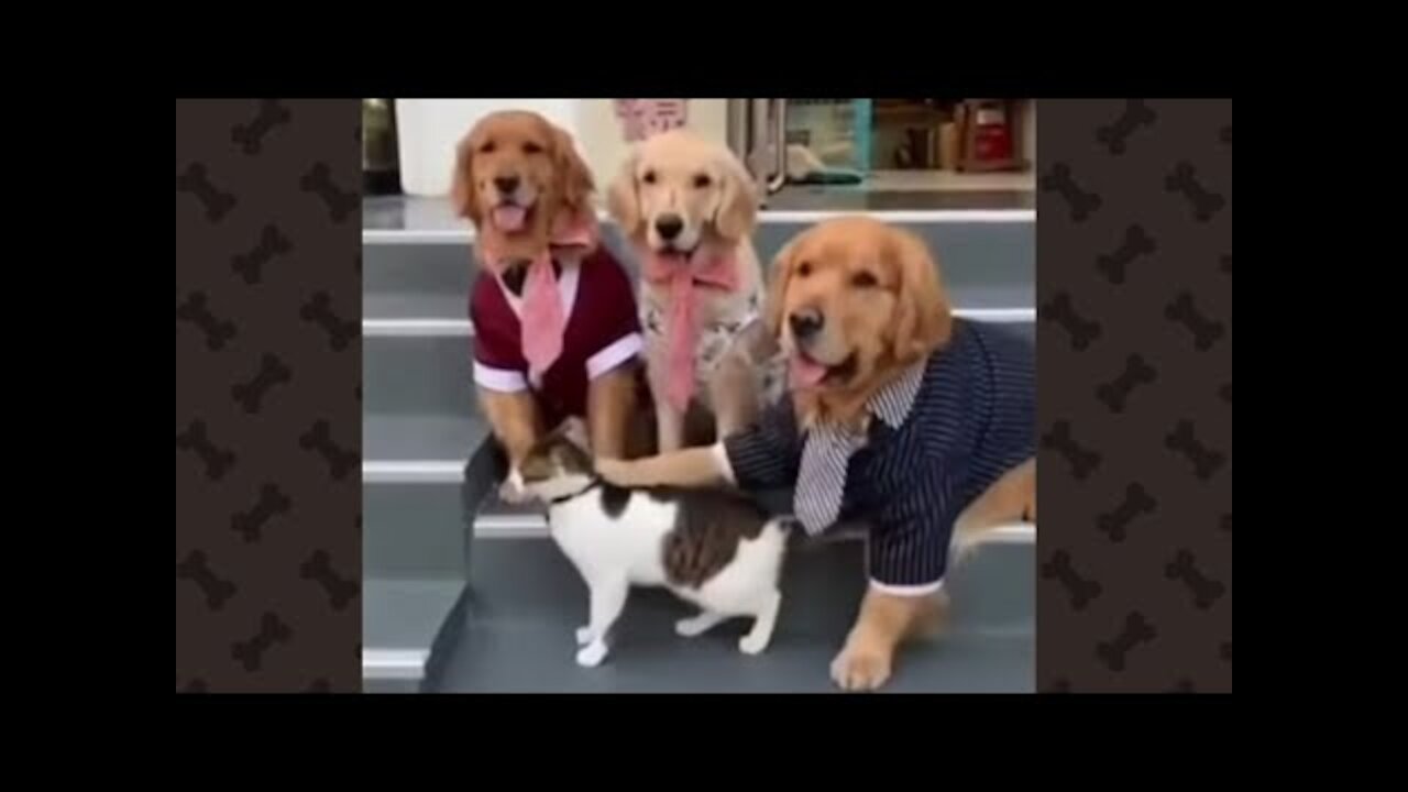 This cat doesnt want to be in a family photo
