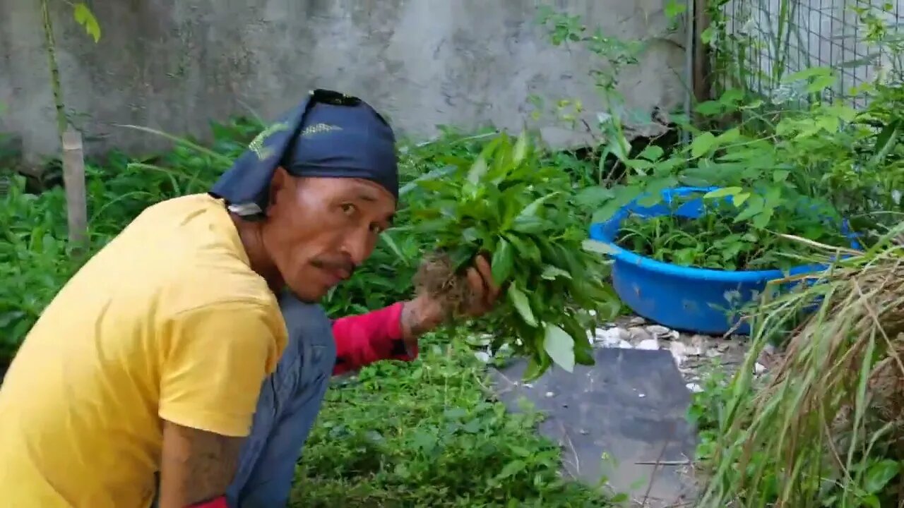 How to propagate Philippines Gardens from cutting tree cuttings growing's