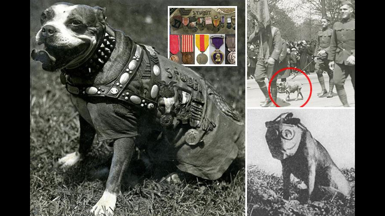 Incredible war dog