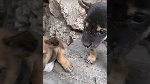 Puppies in Sumba