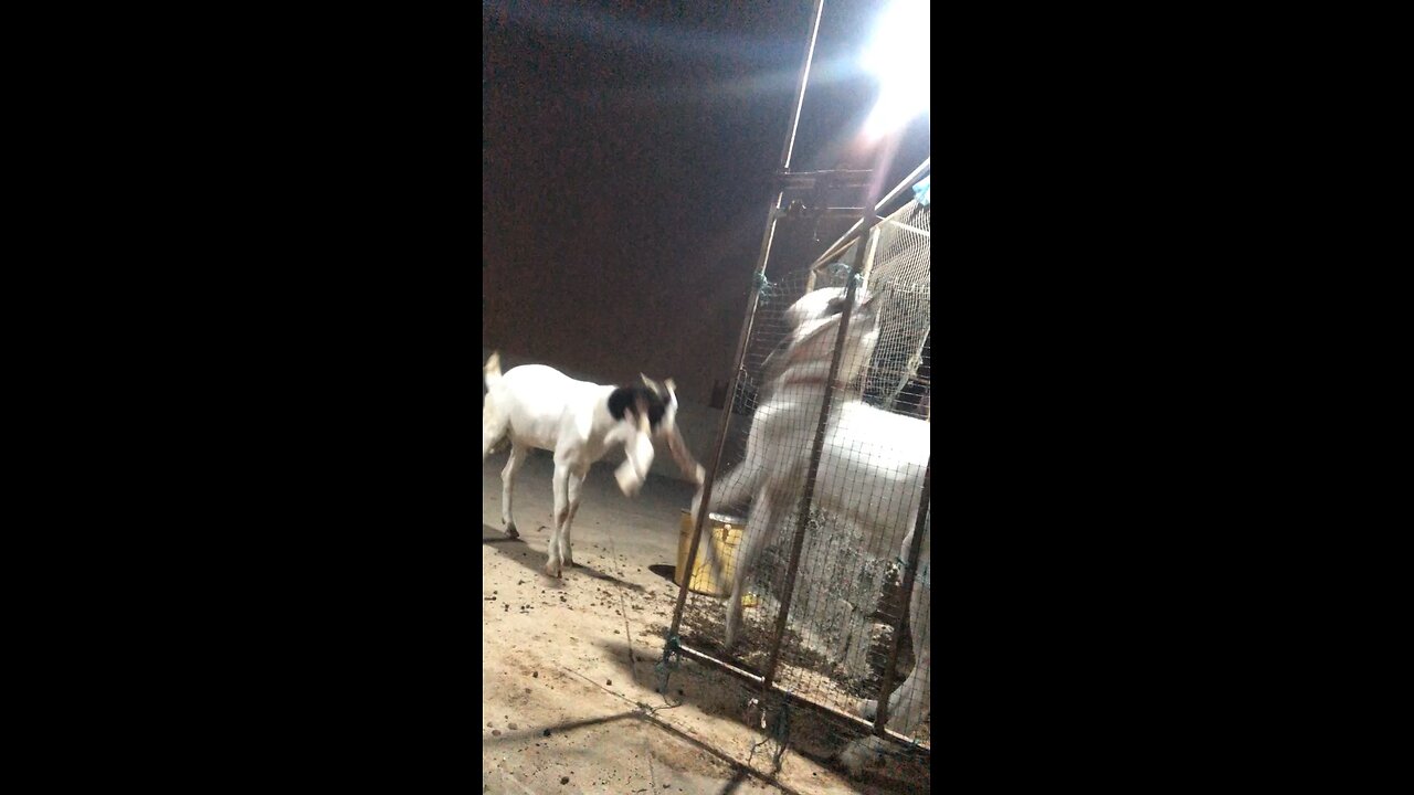 Two beautiful goats enjoying together