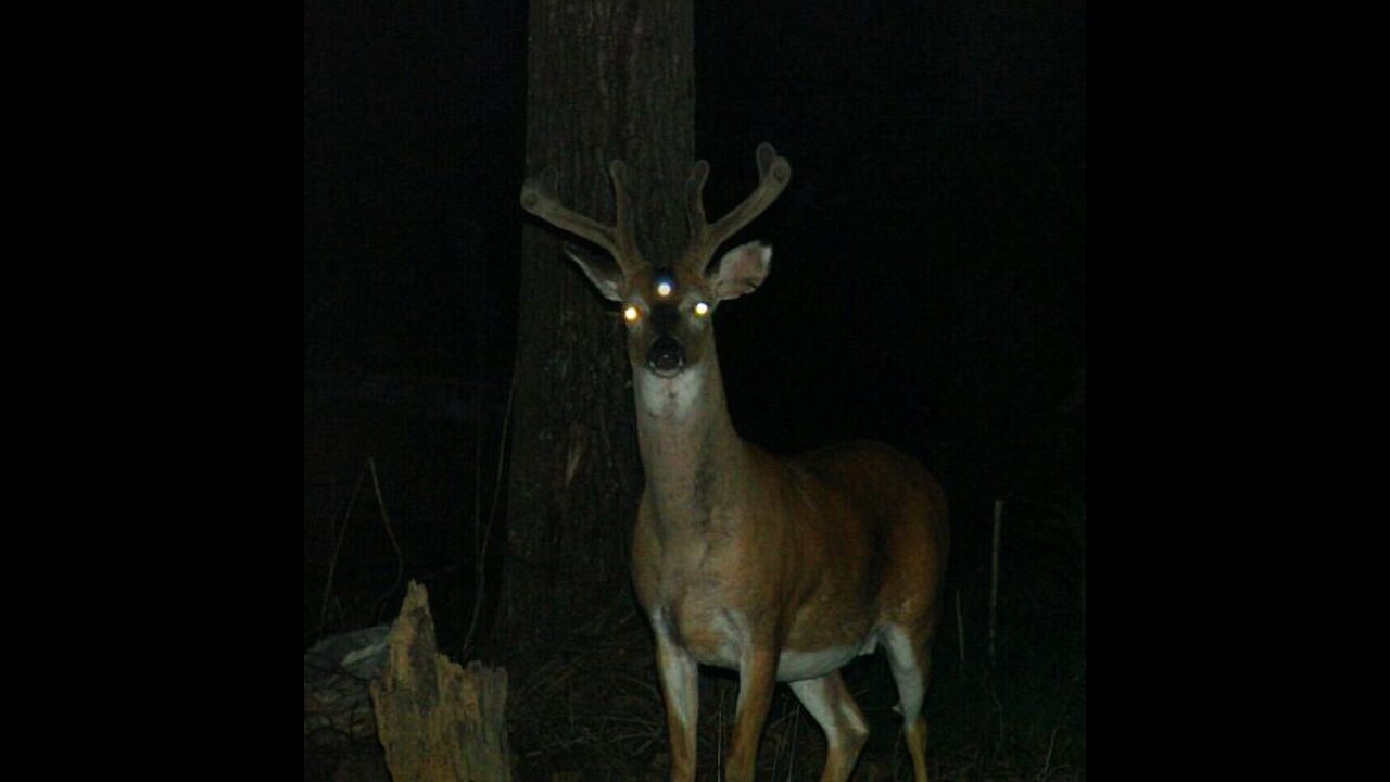 Not-Deer Invade Champaign, Illinois