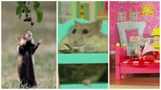 Take a trip through the world of hamsters!