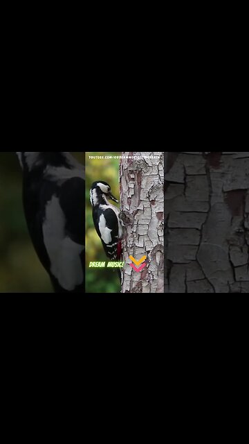 🌿 After Work Nature's Harmony: Tai Chi Music for Inner Balance and Serenity with nature's wind