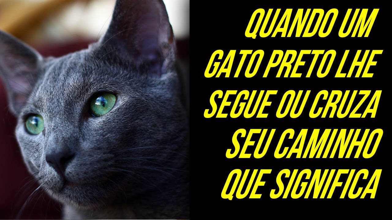 O QUE SIGNIFICA QUANDO UM GATO PRETO CRUZA SEU CAMINHO, SEGUNDO ALGUNS MÍSTICOS