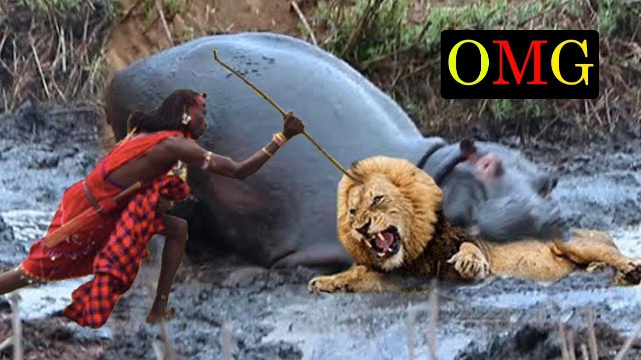 Chew The Lion's Head, Terrible Power Wide-Mouthed Hippo - Hippo vs Lion, Elephant, Rhino, Crocodile