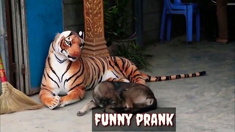 Real Animal Prank videos Funny frank dog vs fake tiger | 2022 Best of Animal Prank