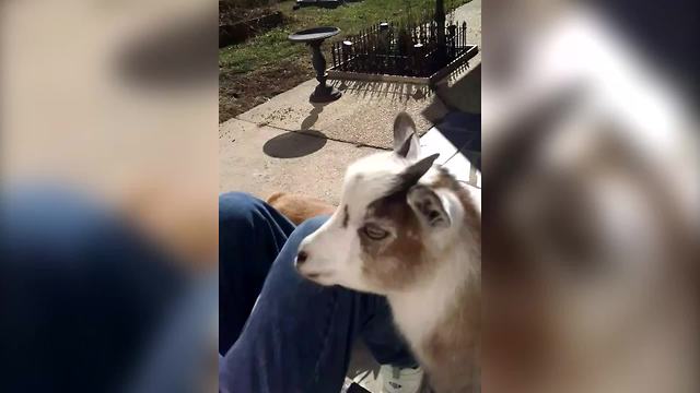 "Morning Goat Routine: Goats Run To Man's Lap"