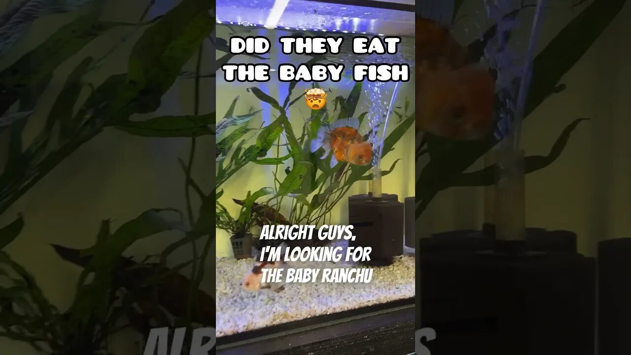 DID THEY EAT THE BABY FISH 🤯 #fancygoldfish #aquarium #ranchugoldfish #goldfishtank #goldfish