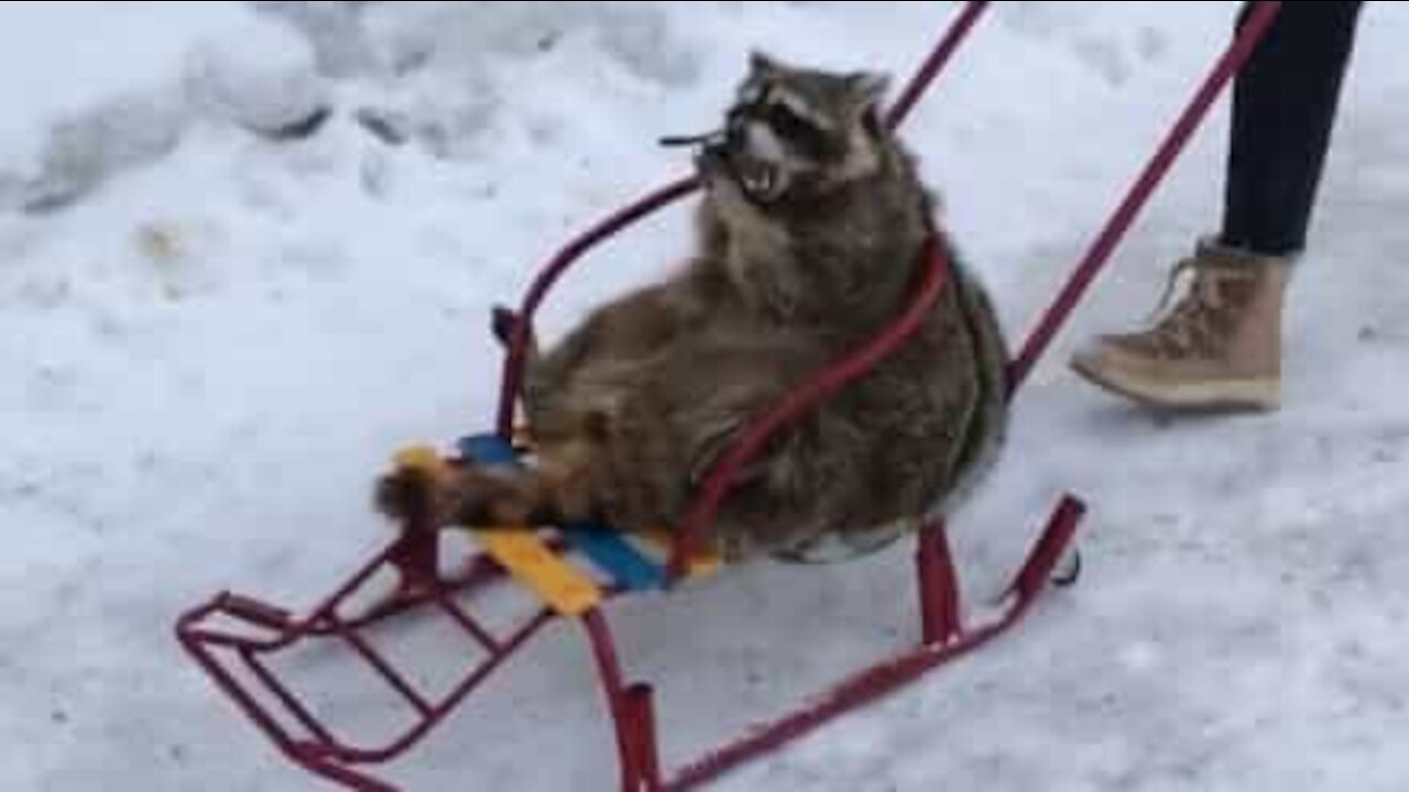 Un raton laveur aime se promener en traîneau