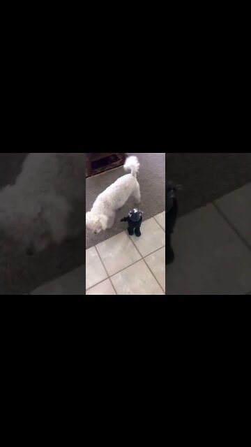 Robby the Robot 🤖 Vs Bichon Frise 🐶 #shorts