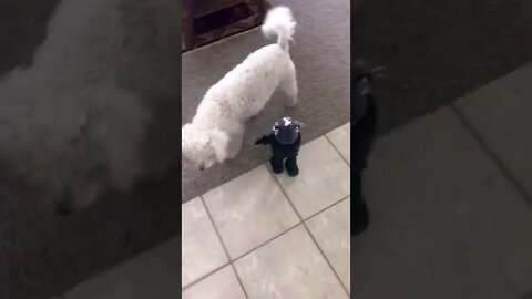 Robby the Robot 🤖 Vs Bichon Frise 🐶 #shorts