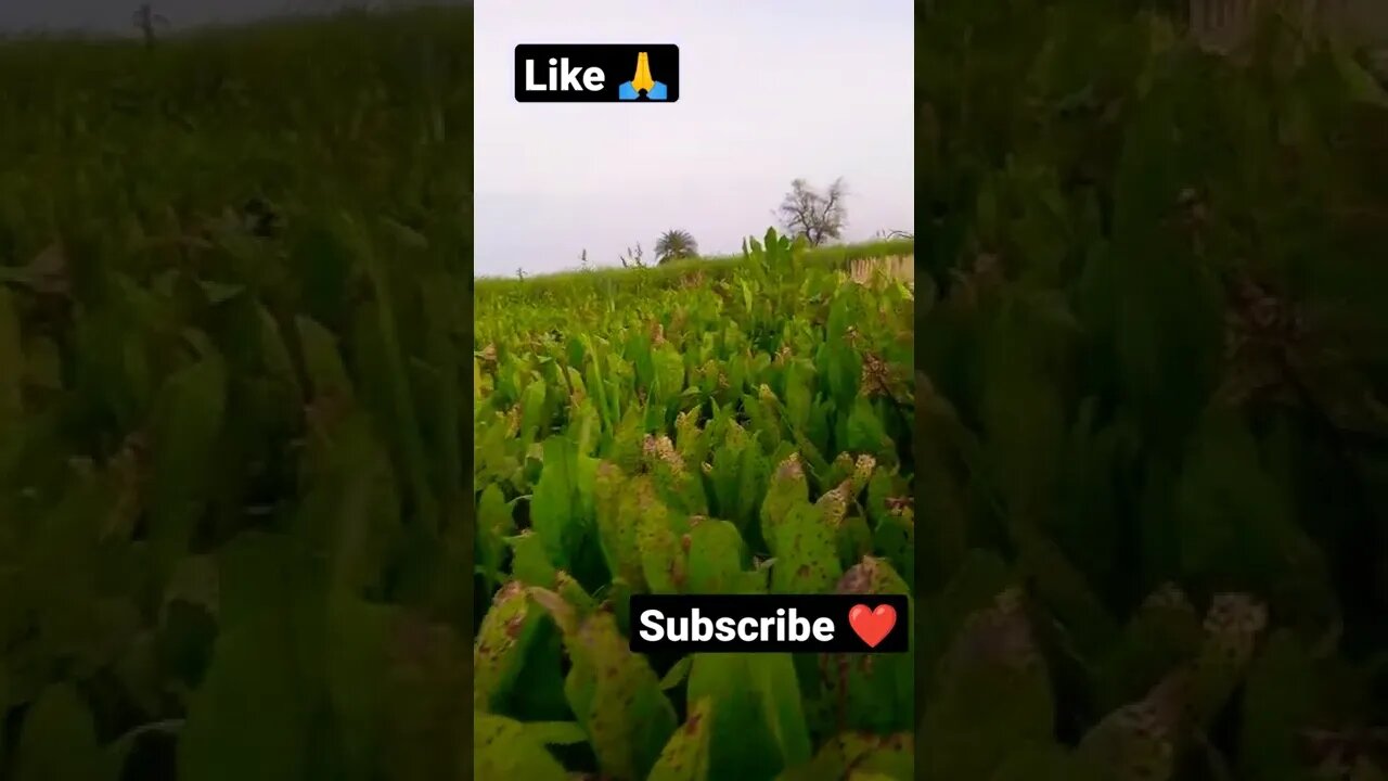 12 ⏰ #youtubeshorts #shorts #youtube #shortvideo #shortyoutube