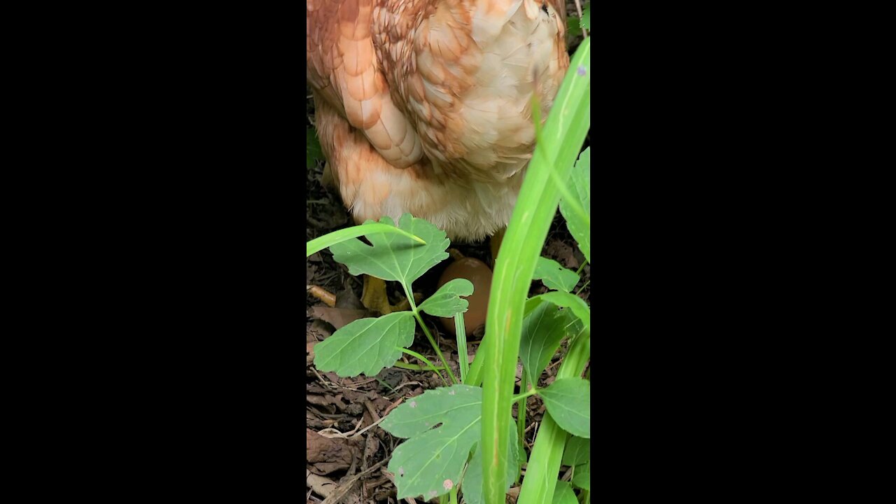 Chicken Laying Egg