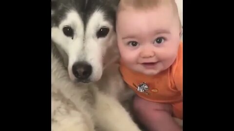 #shortscatsvideos #shorts cats videos #shortspetsvideos #shortspetsvideos #shortsanimalsvideos