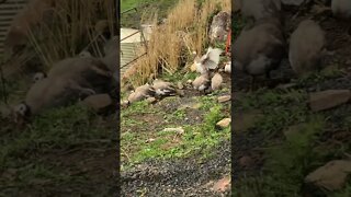 Young guinea fowl follow me when I leave home