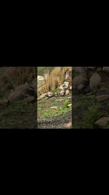 Young guinea fowl follow me when I leave home