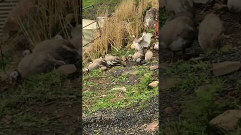 Young guinea fowl follow me when I leave home