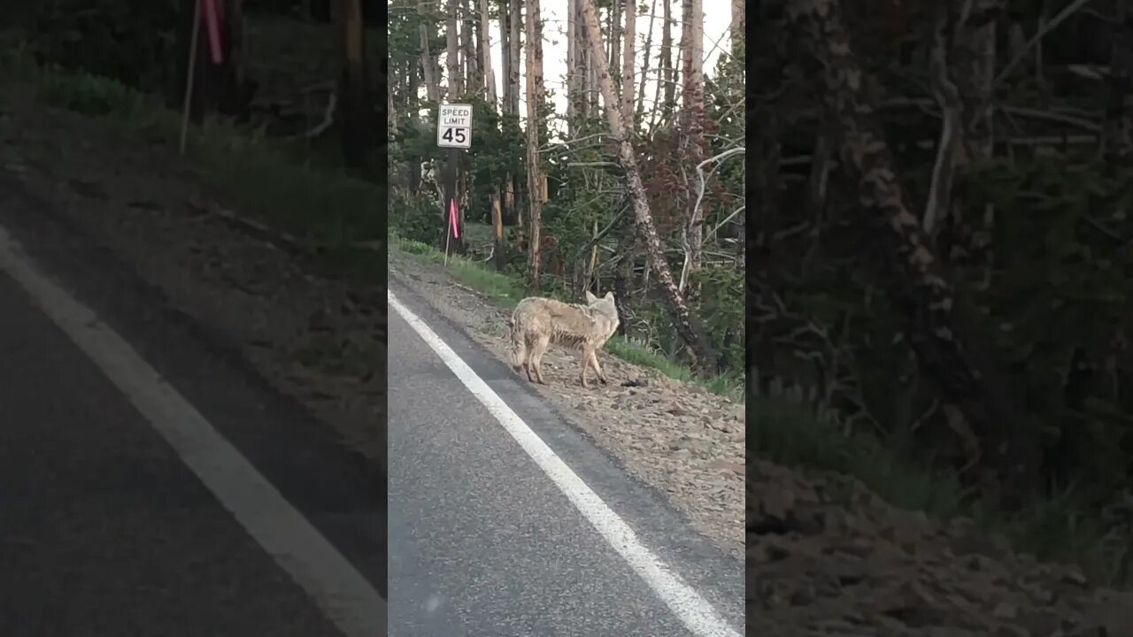 WOLF SPOTTED | Yellowstone National Park #shorts #short