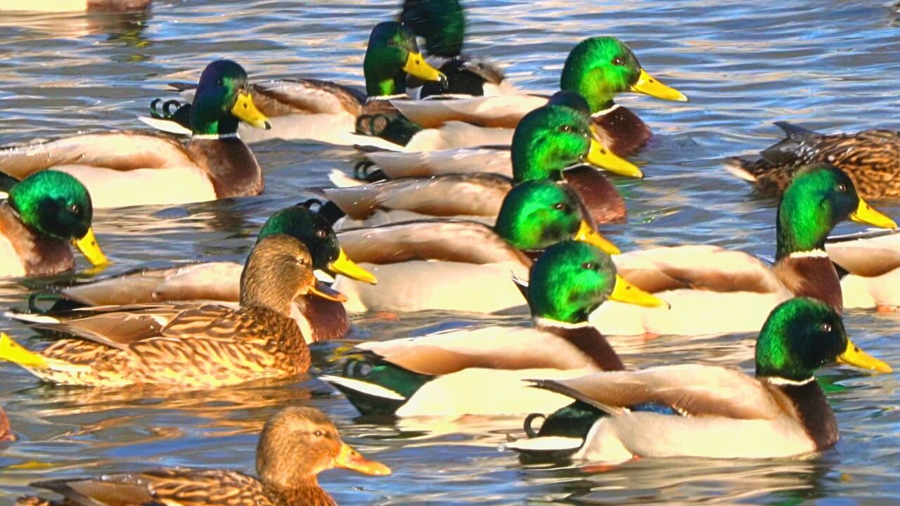 Bunch of Arctic Mallard Ducks Swimming on Sunny Winter's Day